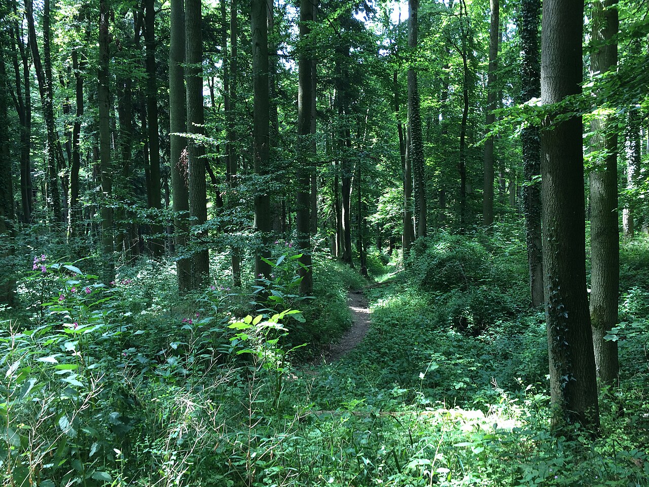 Burgstall Gegenpoint in Germany