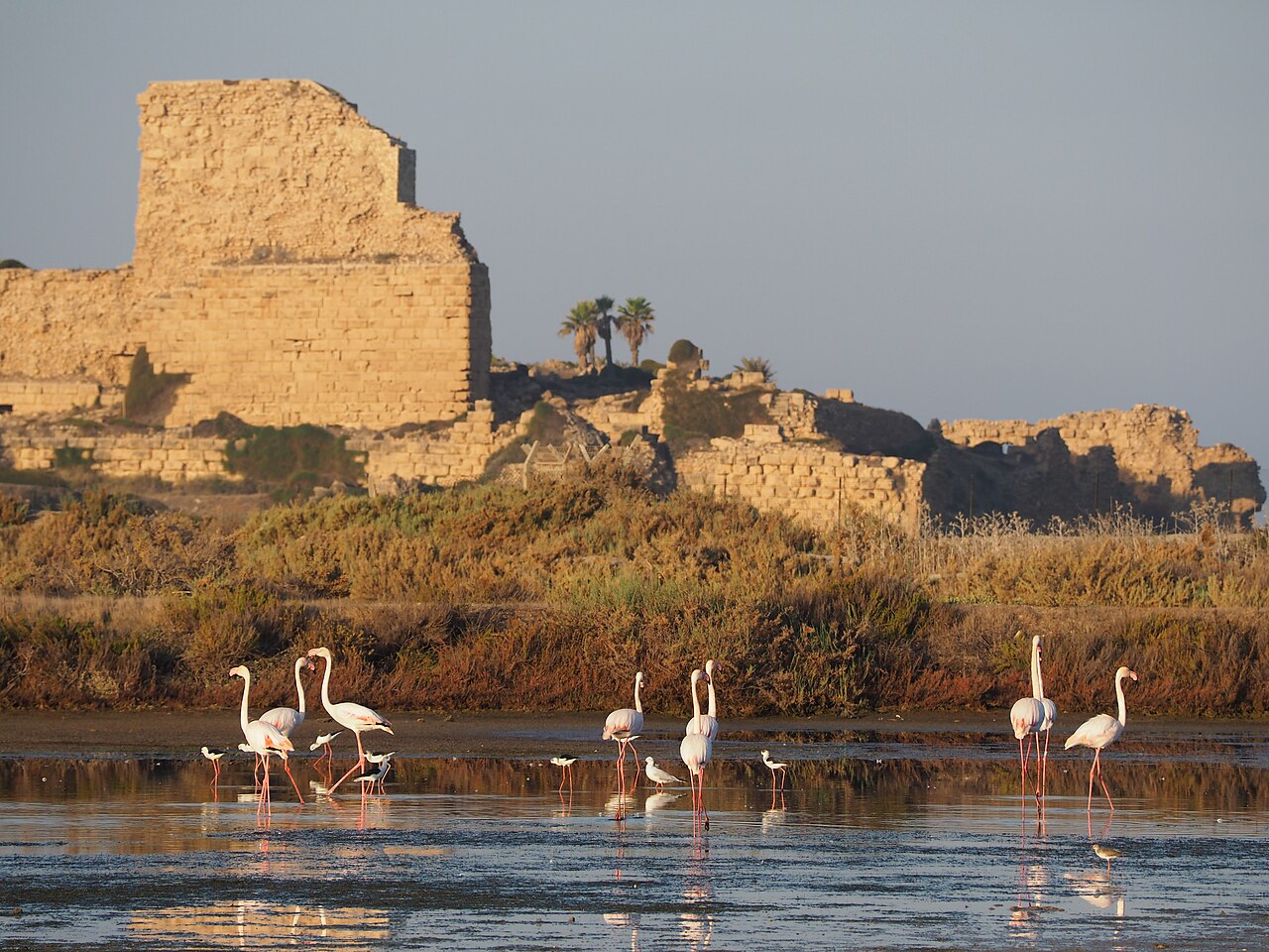 Château Pèlerin in Israel